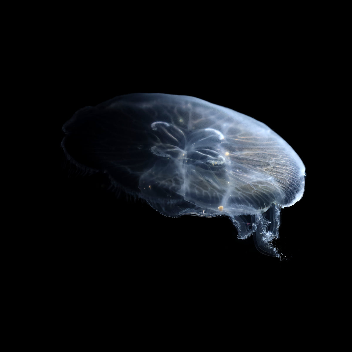 moon jelly ジャーフル　3mm Hawaiian Moon Jellyfish – Jellyfish Warehouse