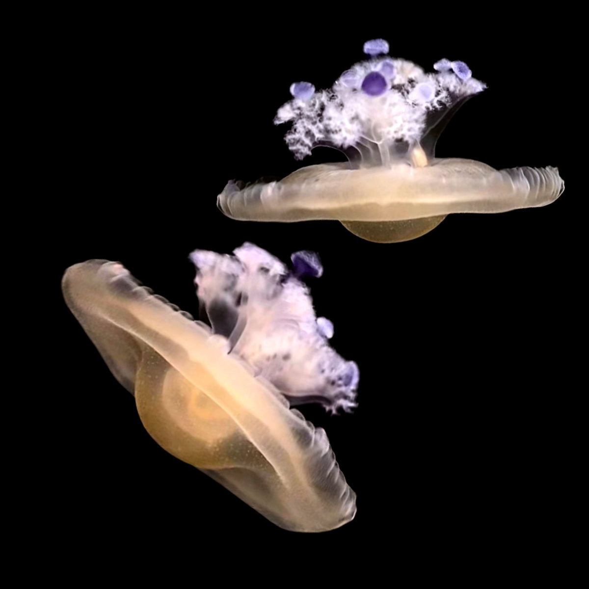 baby jellyfish eggs