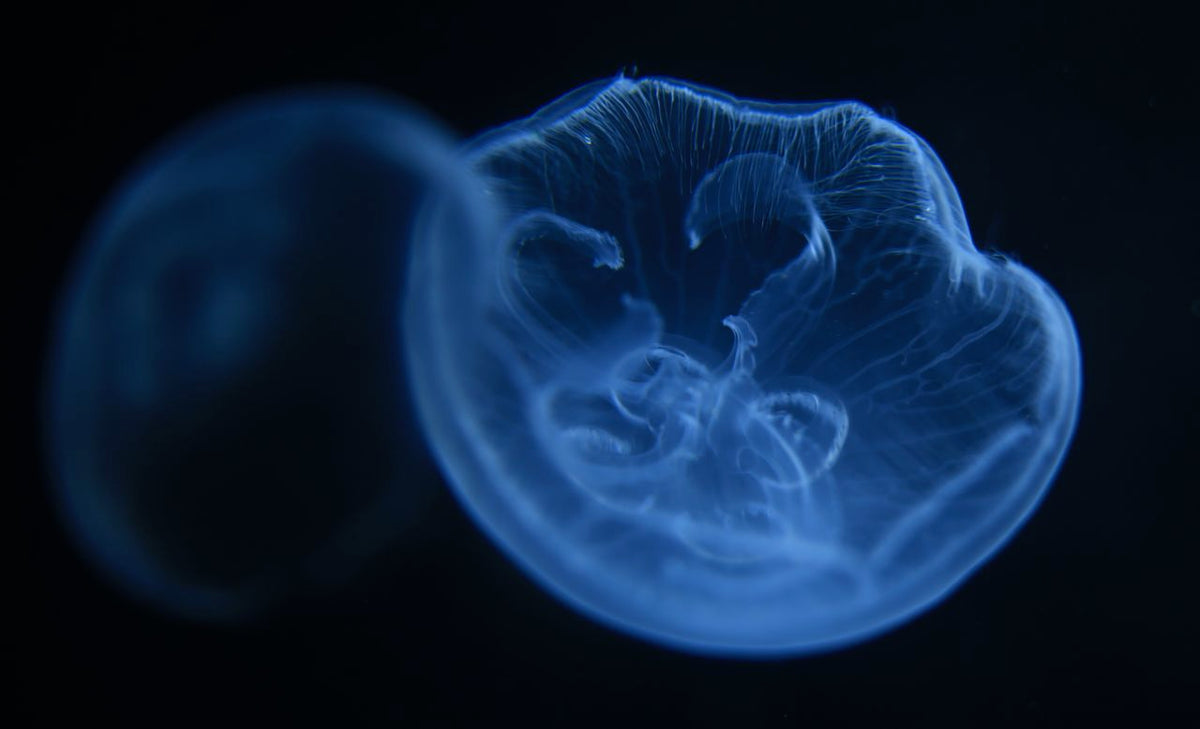 Moon Jellyfish – Jellyfish Warehouse