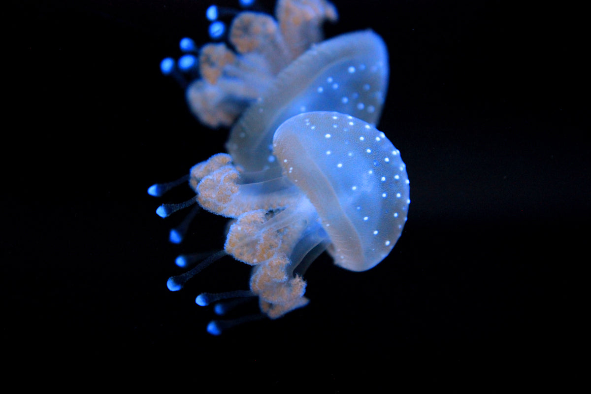 Aussie Spotted Jellyfish – Jellyfish Warehouse