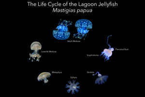 Lagoon Jellyfish Life Cycle Poster