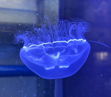 Southern Moon Jelly (warm water)