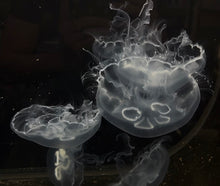 Southern Moon Jelly (warm water)