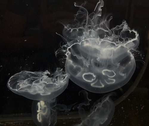 Jellyfish – Jellyfish Warehouse