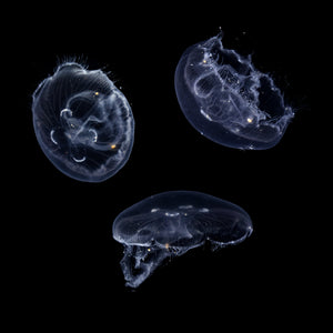 Three Hawaiian Moon Jellyfish