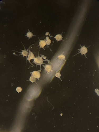Moon Jellyfish Polyps