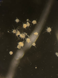 Moon Jellyfish Polyps
