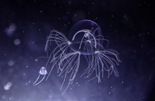 Crosshair Hydromedusa (Bundle of three)