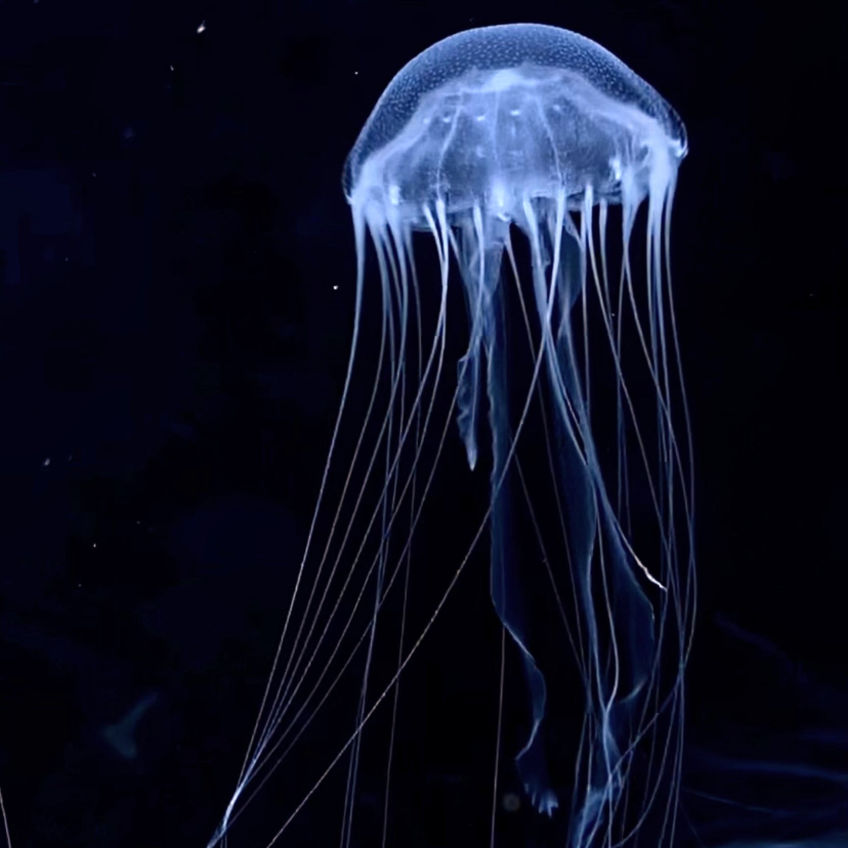 Bay Nettle Jellyfish – Jellyfish Warehouse