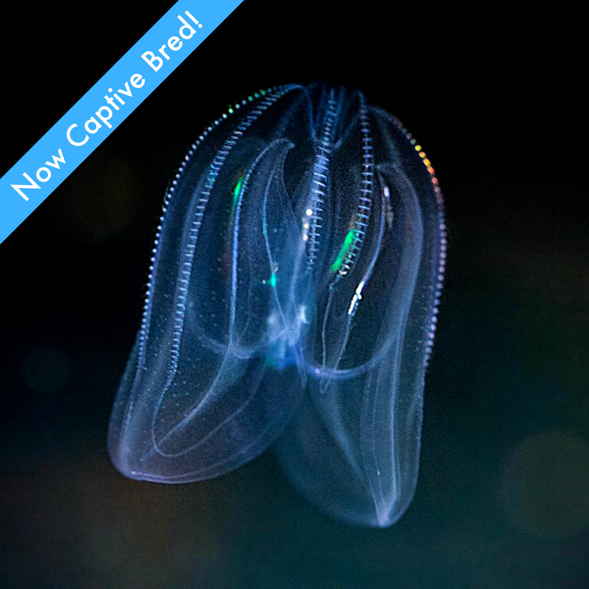 Comb Fish Comb Jellies Characteristics at Jasper Saranealis blog
