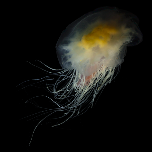 Atlantic Lion's Mane Jellyfish