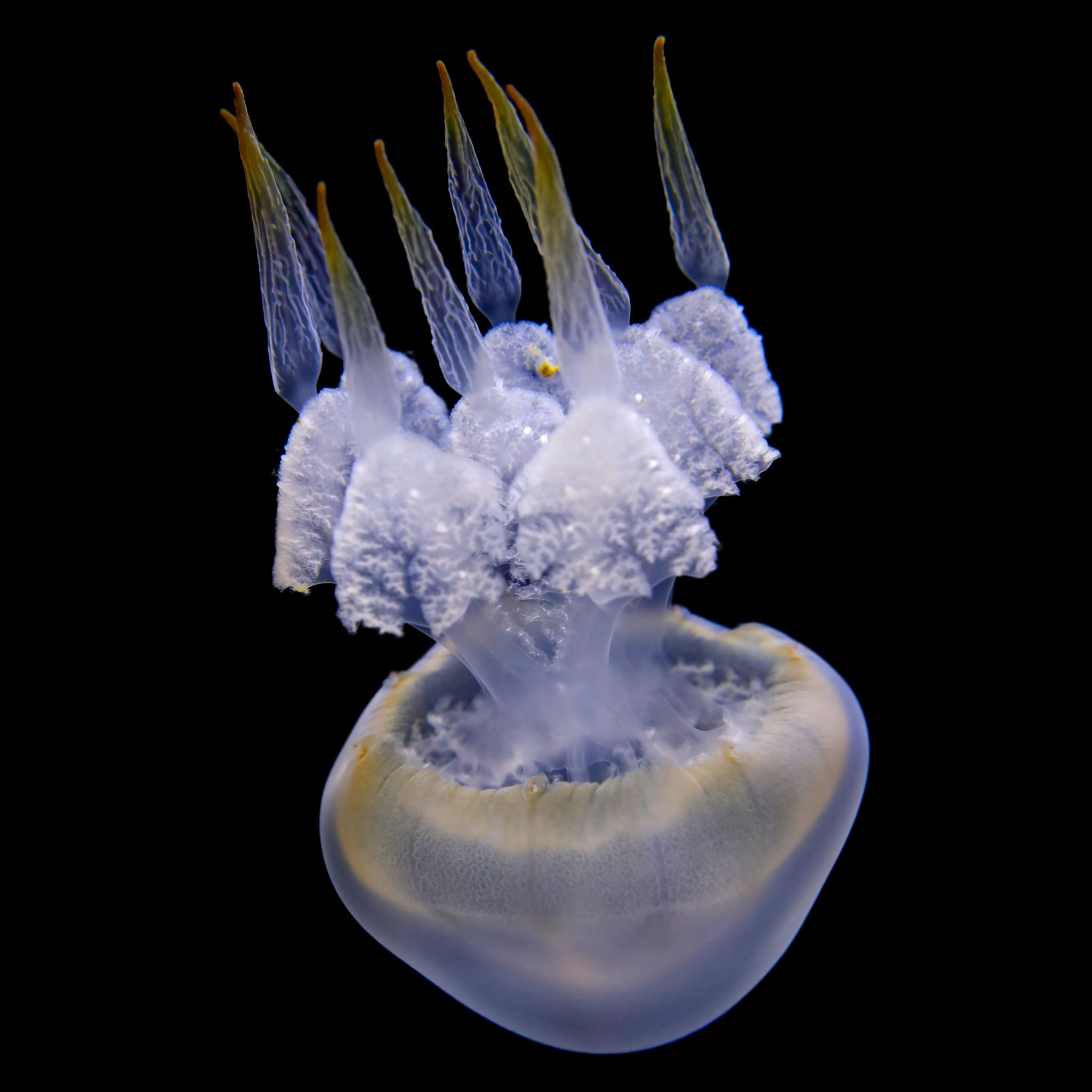 Jellyfish – Page 2 – Jellyfish Warehouse