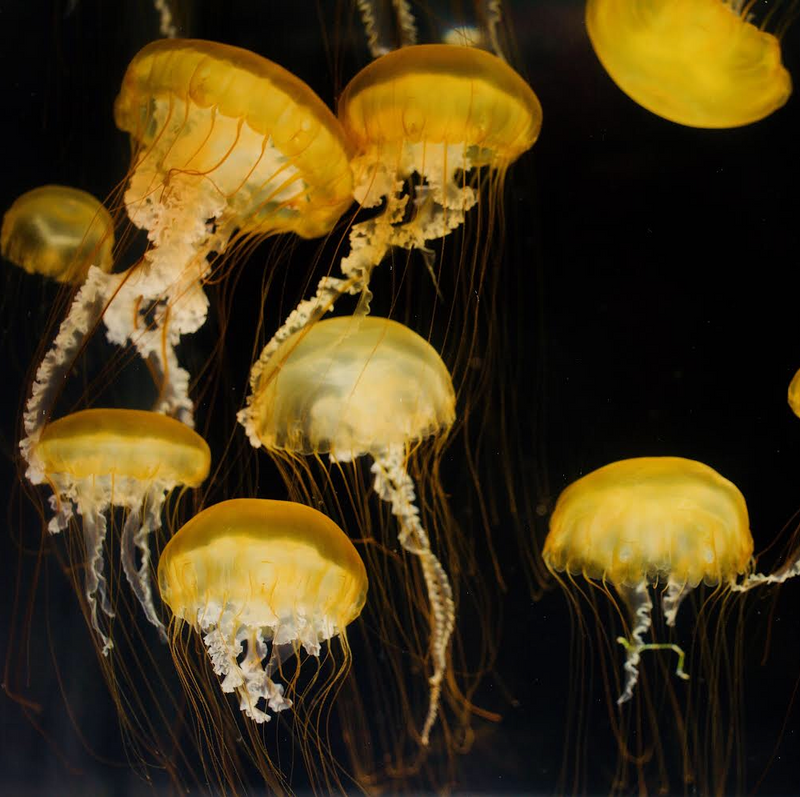 Tillandsia Peltry Jellyfish