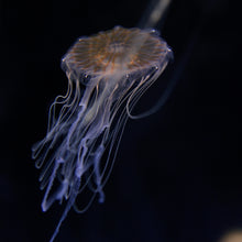 Japanese Sea Nettle