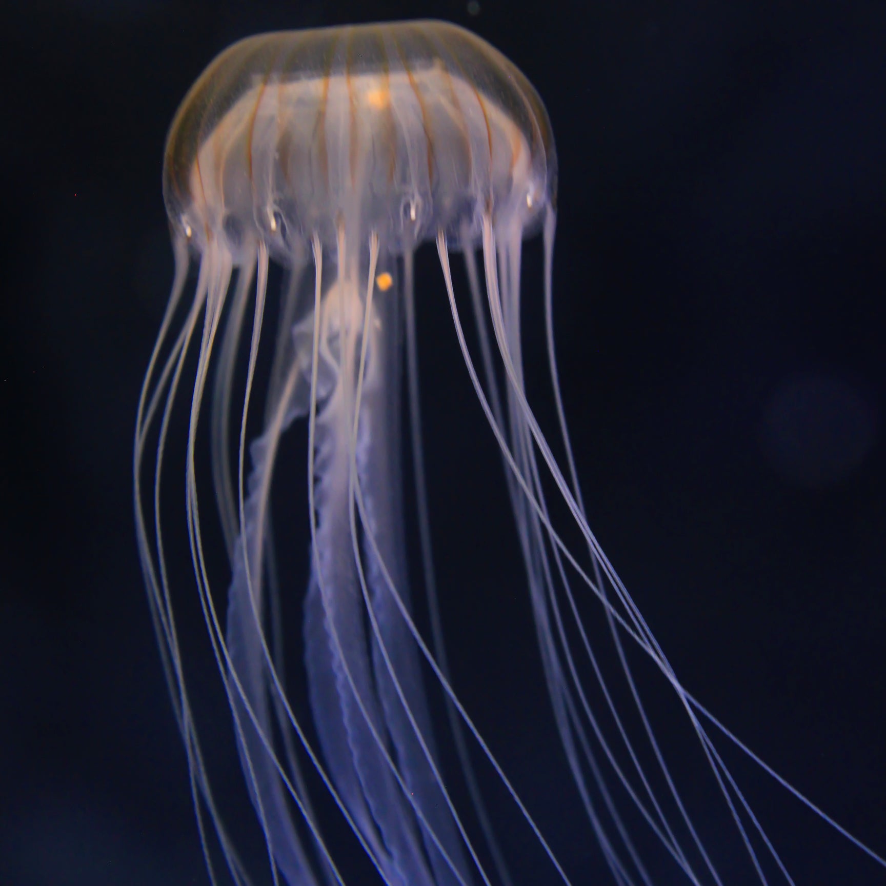 no.0227 ブラックスターとjellyfish