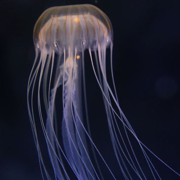 ツルバイマリコオイカワ　Jellyfish Japanese Sea Nettle – Jellyfish Warehouse
