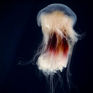 Dwarf Lion's Mane Jellyfish