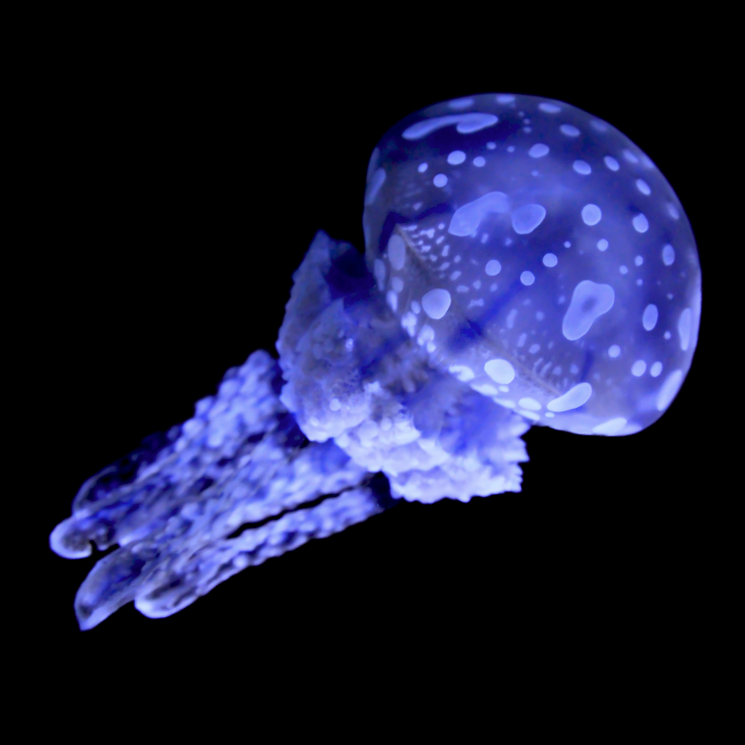 Wild Spotted Lagoon Jellyfish