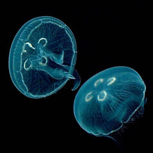 Moon Jellyfish