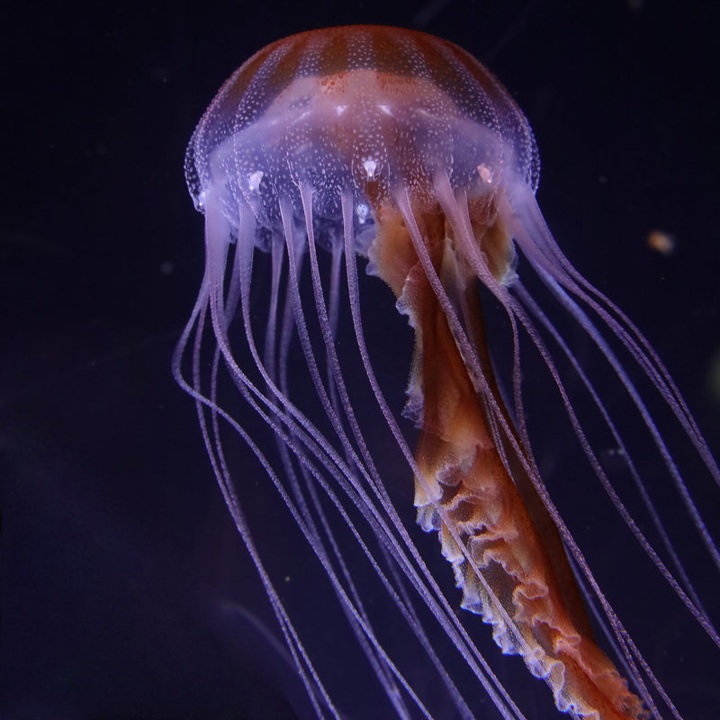 Wild Caught Rainbow Bay Nettles – Jellyfish Warehouse