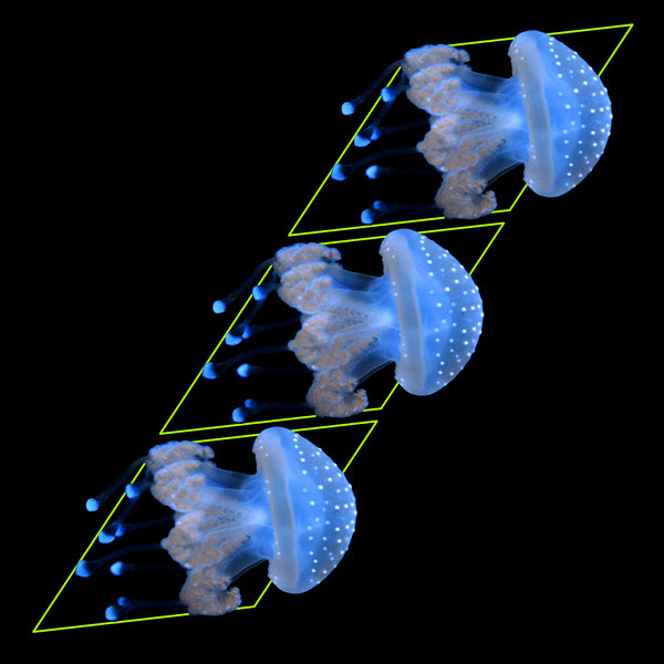 チランジア Peltry Jellyfish TX023-2__85431.1685131906.jpg?c=2