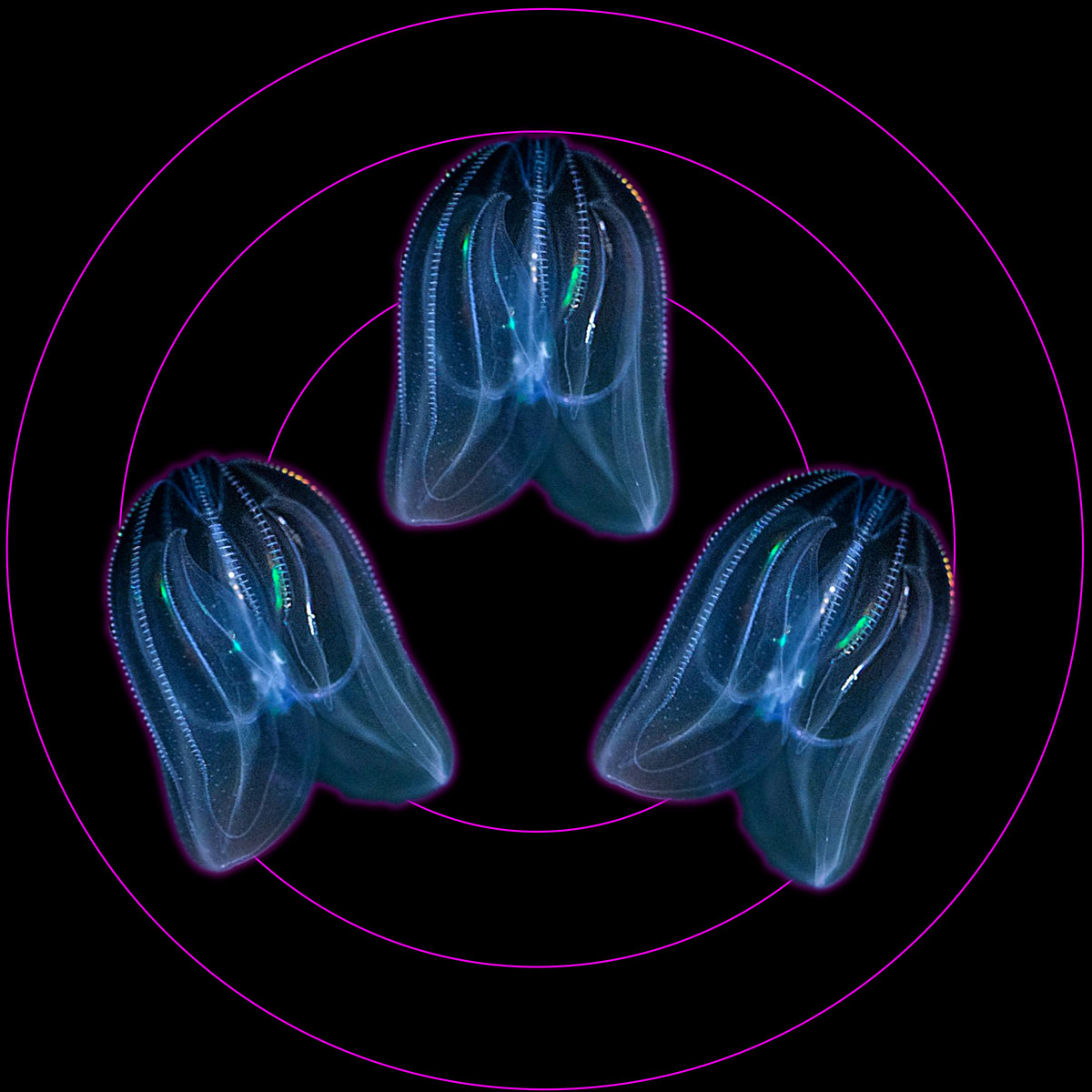 Three Comb Jelly Bundle Jellyfish Warehouse