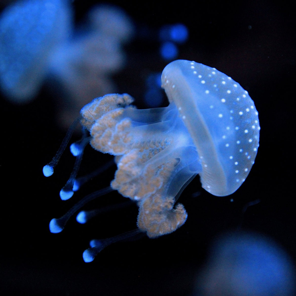 Aussie Spotted Jellyfish – Jellyfish Warehouse