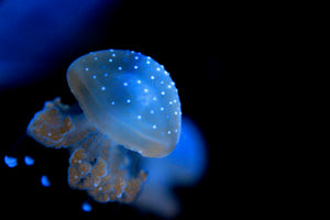 Aussie Spotted Jellyfish