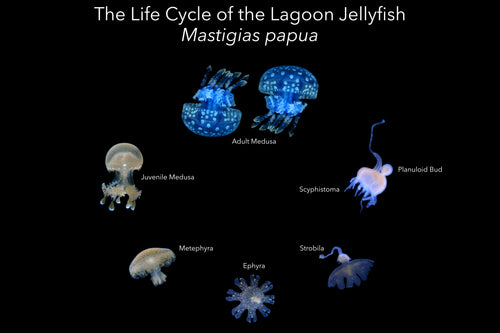 Lagoon Jellyfish Life Cycle Poster