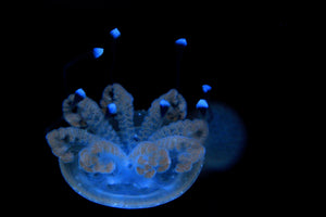 Aussie Spotted Jellyfish