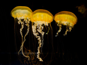 Pacific Sea Nettle Jellyfish For Sale